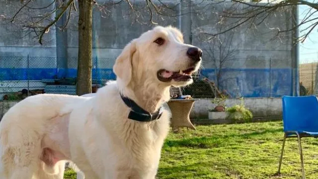 canile stefano cerni