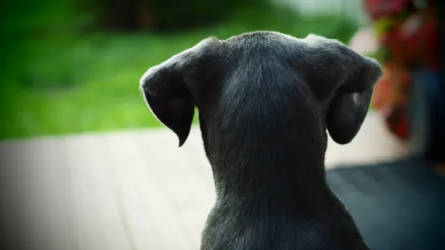 canile stefano cerni