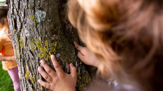 bambini che si nascondono dietro a un albero