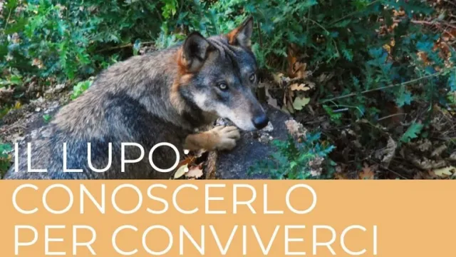 incontro formativo sui lupi Canile Stefano Cerni