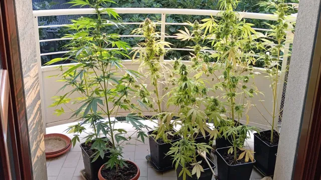 piante di marijuana sequestrate