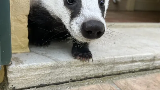 4 ottobre, giornata mondiale degli animal