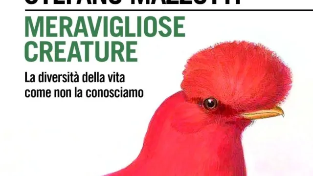 Libro Meravigliose Creature