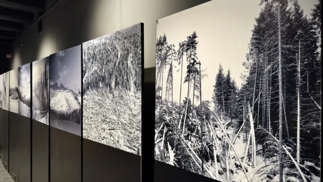 Fulgor mostra “Segni e suoni di Vaia” 