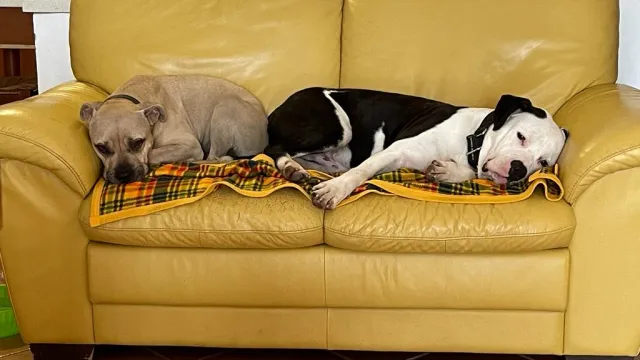 cane Toretto (pelo bianco e nero)