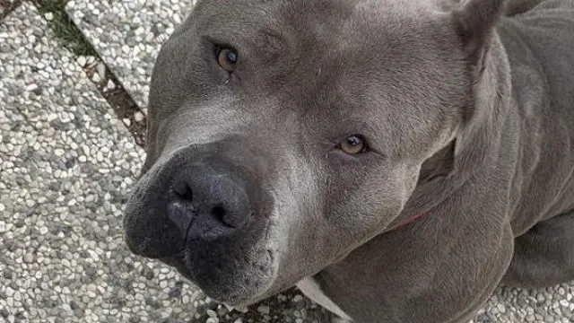 cane che guarda il padrone