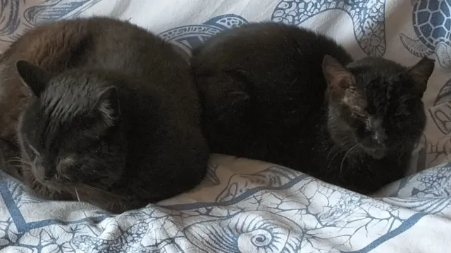 gatti Godzilla e Pepe