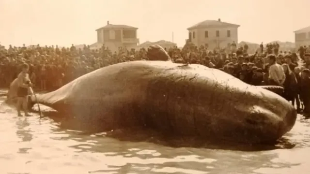 Capodoglio spiaggiato nel 1943