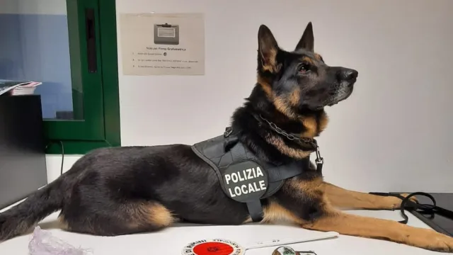 Agente cinofilo Iago