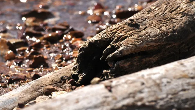 driftwood-203211_960_720_0.jpg